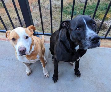 Animal Dental Care & Oral Surgery