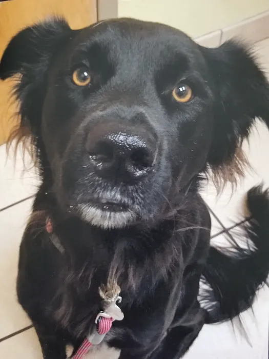 Paws of the Rockies Animal Hospital 10