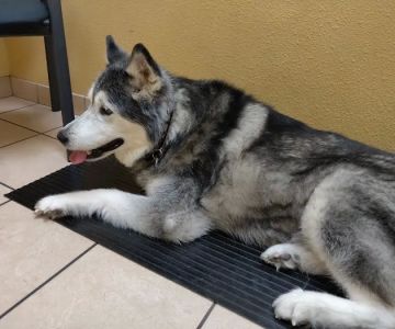 Paws of the Rockies Animal Hospital