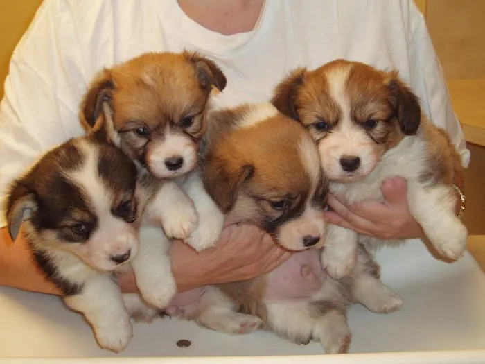 Paws of the Rockies Animal Hospital 9