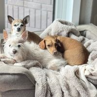 Valley View Animal Hospital ico