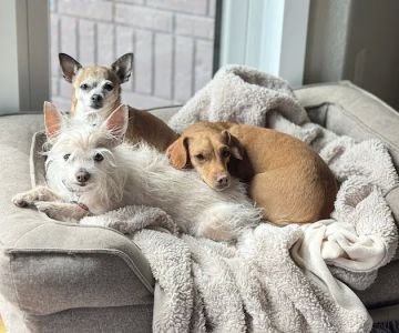 Valley View Animal Hospital