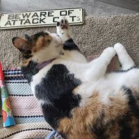 Animal Care Hospital ico