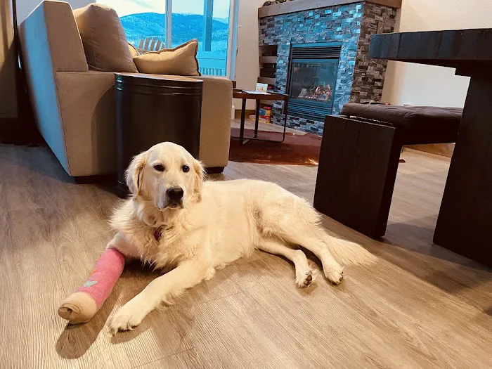 Colorado Canine Orthopedics & Rehab 8