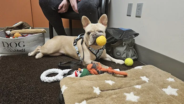 Colorado Canine Orthopedics & Rehab 2