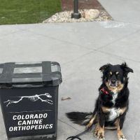 Colorado Canine Orthopedics & Rehab ico