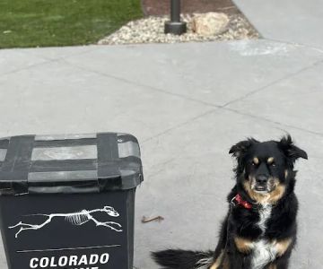 Colorado Canine Orthopedics & Rehab