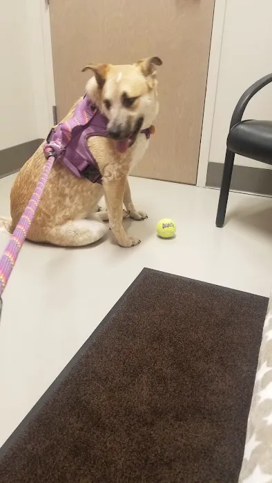 Colorado Canine Orthopedics & Rehab 10
