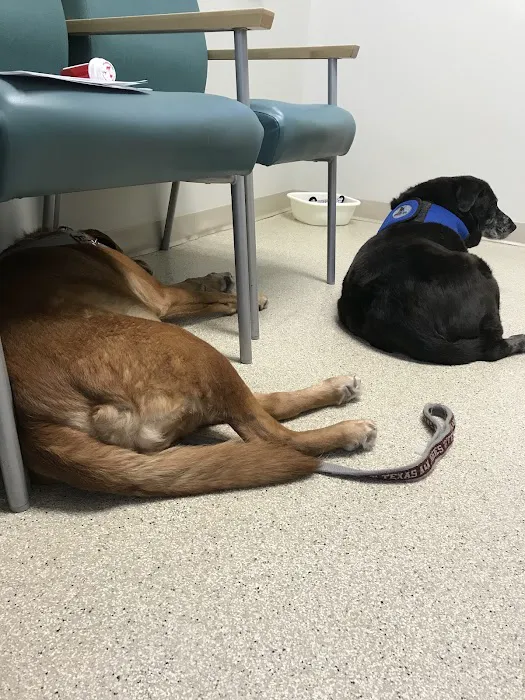 Southern Colorado Veterinary Internal Medicine 5
