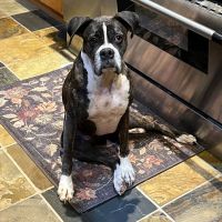 Animal ER Care, LLC ico