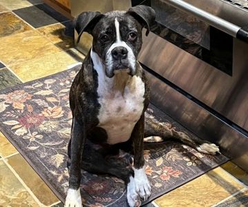 Animal ER Care, LLC