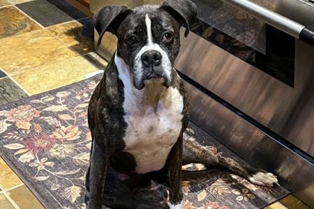 Animal ER Care, LLC