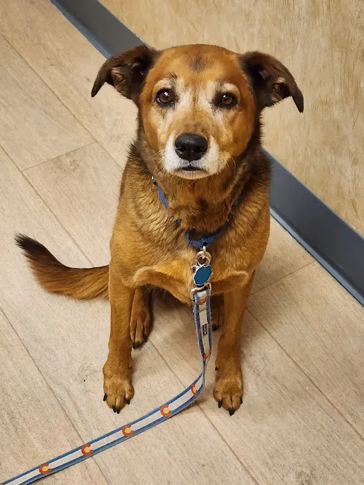 Veterinary Specialty Center 1