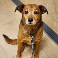 Veterinary Specialty Center ico