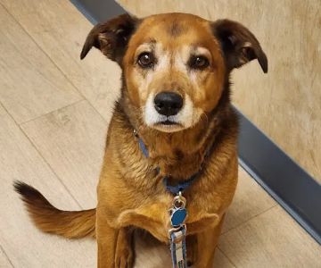 Veterinary Specialty Center