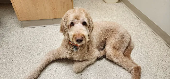 Veterinary Specialty Center 8