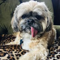 Animal Dental Care & Oral Surgery ico