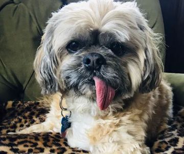 Animal Dental Care & Oral Surgery