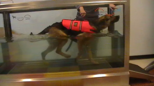 Powers Pet Rehabilitation 4