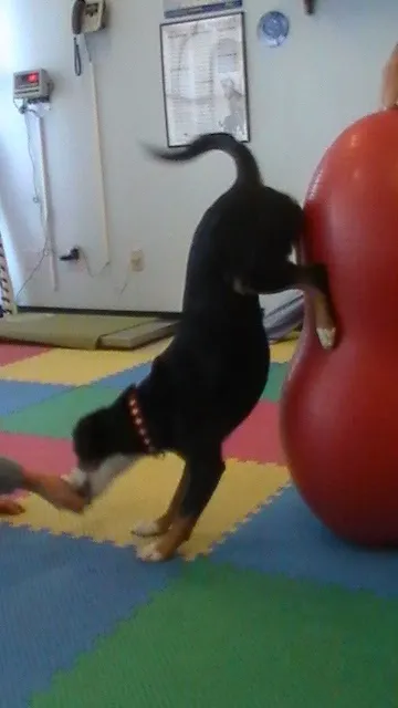 Powers Pet Rehabilitation 3
