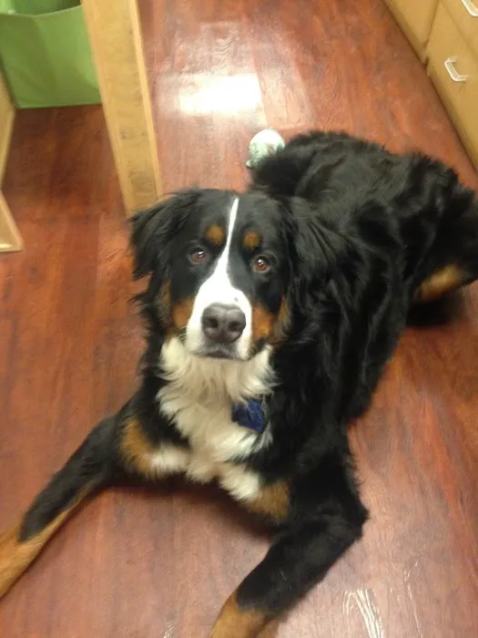 Pets First Animal Hospital 5