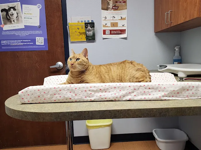 Carefree Cats Veterinary Hospital 3