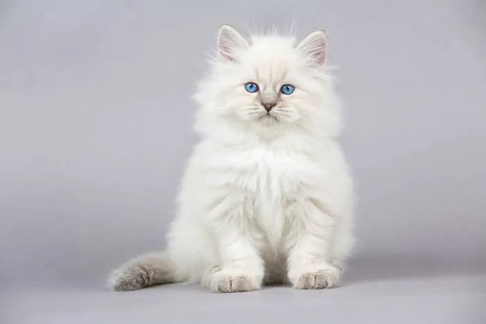 Carefree Cats Veterinary Hospital 1