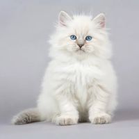 Carefree Cats Veterinary Hospital ico