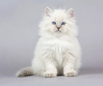 Carefree Cats Veterinary Hospital