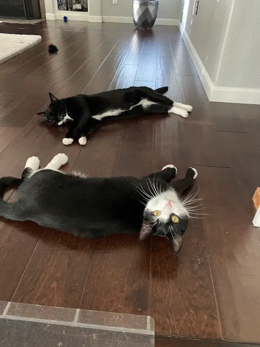 Carefree Cats Veterinary Hospital 6