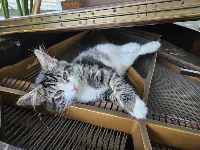 Carefree Cats Veterinary Hospital 5