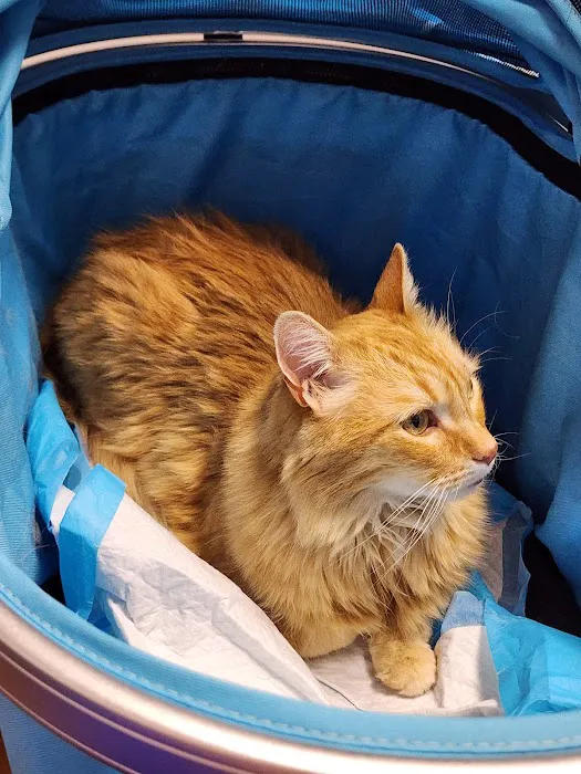 Carefree Cats Veterinary Hospital 4