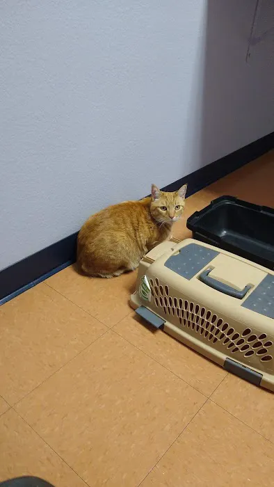 Carefree Cats Veterinary Hospital 10