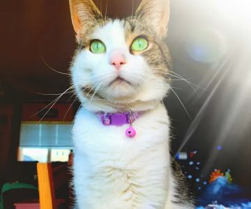 Austin Bluffs Animal Clinic