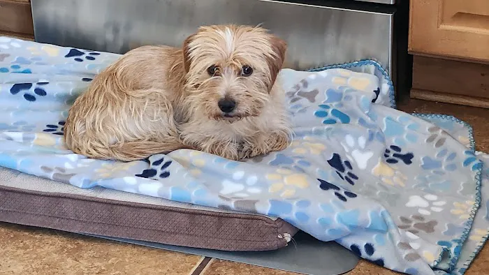 Faithful Friends Animal Hospital 7