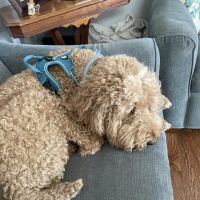 Faithful Friends Animal Hospital ico
