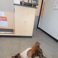 Banfield Pet Hospital ico