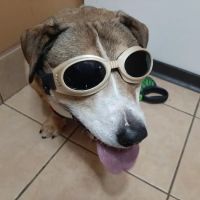 Crossroads Animal Hospital ico