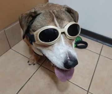 Crossroads Animal Hospital
