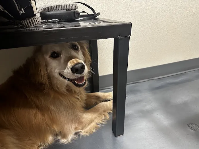 SoulPet Animal Hospital 2