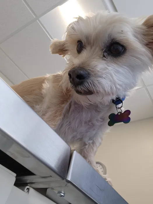 SoulPet Animal Hospital 1