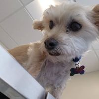 SoulPet Animal Hospital ico