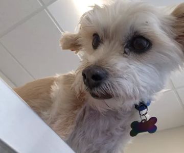 SoulPet Animal Hospital