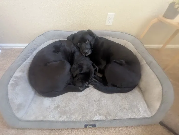SoulPet Animal Hospital 6