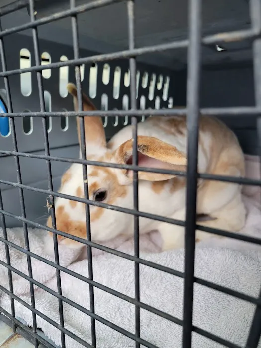 SoulPet Animal Hospital 3