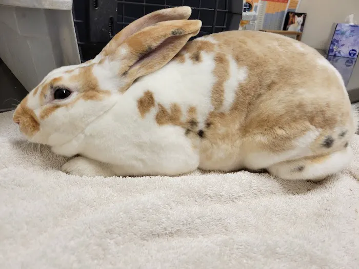 SoulPet Animal Hospital 5