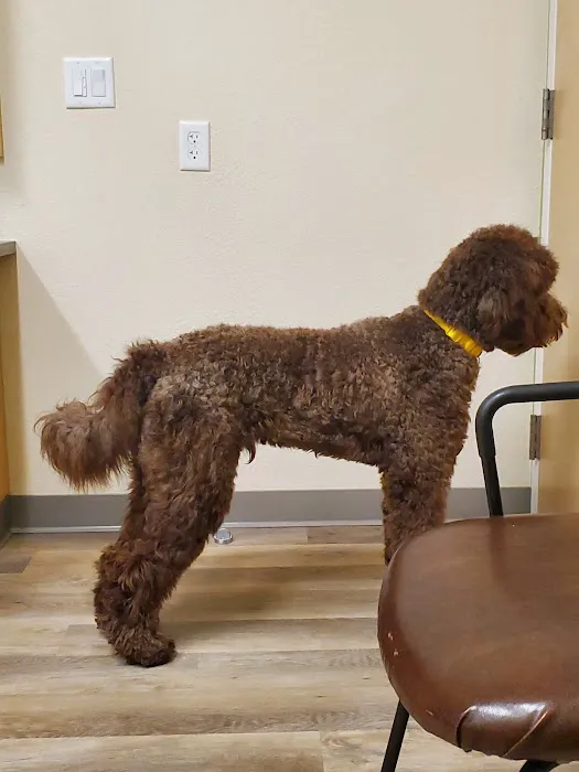 Eye Specialists for Animals of Colorado Springs 1