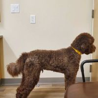 Eye Specialists for Animals of Colorado Springs ico