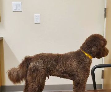 Eye Specialists for Animals of Colorado Springs
