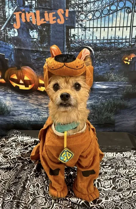 Eye Specialists for Animals of Colorado Springs 8